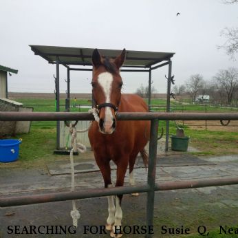 SEARCHING FOR HORSE Susie Q,  Near San Antonio, TX, 78109